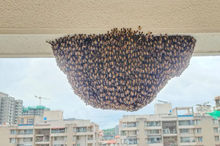 Honeycomb Removal