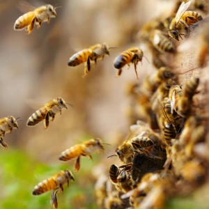 Flying Bee Control