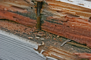 Termite Treatment in Pune